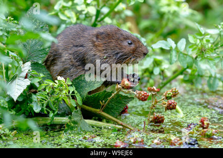 European Water Vole o acqua settentrionale vole, Arvicola amphibius Foto Stock