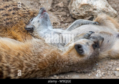 Meerkats / suricates (Suricata suricatta) dormendo raggomitolati insieme in mob / gruppo di famiglia, nativo per i deserti del Sud Africa Foto Stock