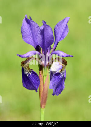 Sibirische Iris, Iris sibirica, ist eine Heilpflanze und eine Wasser-und Sumpfpflanze mit blauen Blueten. Sie kommt auch oft vor selvatici. Il Siberiano ho Foto Stock