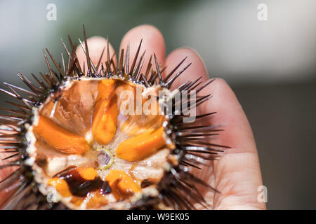 Fresh ricci di mare, ricci di mare, su una roccia, vicino il fuoco selettivo. Un piatto tipico del Salento e Puglia, viene mangiato crudo con pane o fatti di pasta Foto Stock