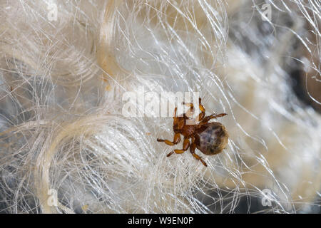 Schaflausfliege, Schaf-Lausfliege, Schaflaus, Lausfliege, Melophagus ovinus, Melophagus montanus, pecore ked, pidocchio fly, le Pou du mouton, le mélophage Foto Stock