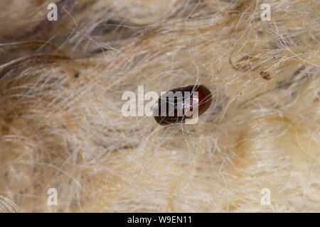 Schaflausfliege, Schaf-Lausfliege, Schaflaus, Lausfliege, Puppe, Puppenkokon, Kokon im cadde eines Schafes, Wolle, Melophagus ovinus, Melophagus montan Foto Stock