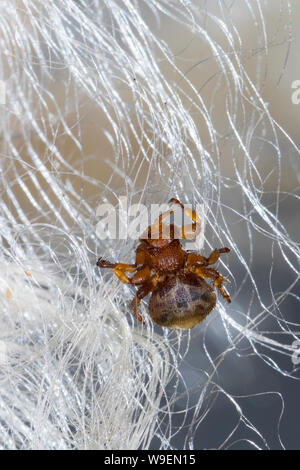 Schaflausfliege, Schaf-Lausfliege, Schaflaus, Lausfliege, Melophagus ovinus, Melophagus montanus, pecore ked, pidocchio fly, le Pou du mouton, le mélophage Foto Stock