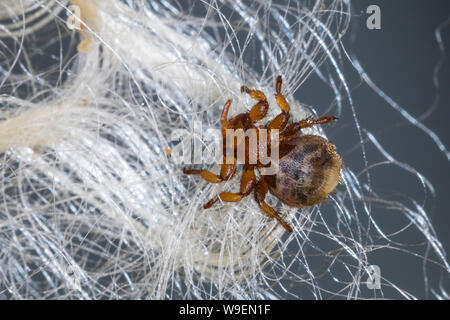 Schaflausfliege, Schaf-Lausfliege, Schaflaus, Lausfliege, Melophagus ovinus, Melophagus montanus, pecore ked, pidocchio fly, le Pou du mouton, le mélophage Foto Stock