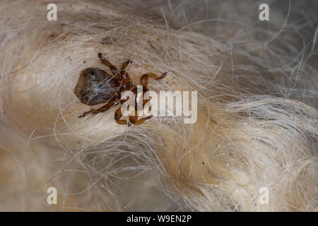 Schaflausfliege, Schaf-Lausfliege, Schaflaus, Lausfliege, Melophagus ovinus, Melophagus montanus, pecore ked, pidocchio fly, le Pou du mouton, le mélophage Foto Stock