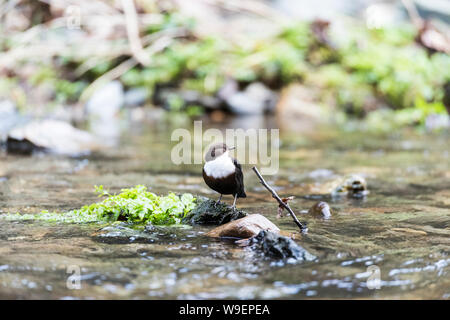 Il bilanciere nel fiume Walkham,,Dartmoor Devon. Sulla roccia di muschio, testa lateralmente Foto Stock