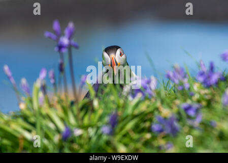 Atlantic Puffin (Fratercula artica) circondato da bluebells sull'Isola di Lunga Foto Stock