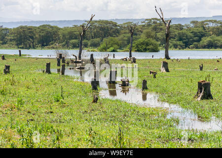 Lake Naivasha litorale con gli alberi morti e ceppi di alberi parzialmente sommerso, Kenya, Africa orientale Foto Stock