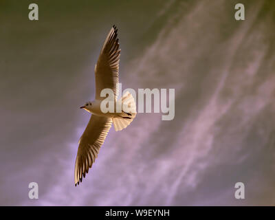 Gull (Larus ) in volo visto da sotto il cielo nuvoloso di sfondo, presa contro la luce Foto Stock