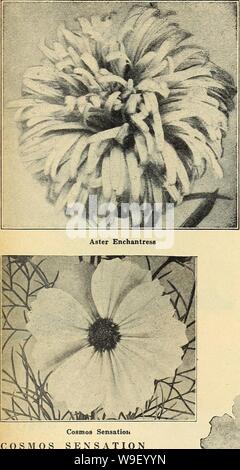 Immagine di archivio da pagina 4 di Currie del giardino della 63annuale rd. Currie del giardino : annuale 63rd anno primavera 1938 curriesgardenann19curr 4 Anno: 1938 ( CURRIE Brothers Co., Milwaukee, WIS, pagina tutte le selezioni Ameriean in fiore seme-1938 COSMO SENSAZIONE PINKIE e purezza-la sensazione tipi di Cosmo è oggi il preferito per fiori recisi utilizzare. Il fatto che i fiori sono di immense dimensioni, da 4 a 5 pollici o più di diametro, con ampia pesanti petali scanalato che si sovrappongano leggermente, dando un molto completo singolo fiore, lo rendono ideale per fiori recisi utilizzare. Questi grandi fiori sono portati su molto forte lungo st Foto Stock