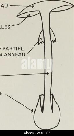 Immagine di archivio da pagina 6 di Cueillette des champignon sauvages (1983) Foto Stock