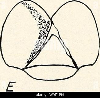 Immagine di archivio da pagina 9 di Cutworms, armyworms e specie correlate. Cutworms, armyworms e specie correlate che attacca i cereali e colture foraggere in centrale di Great Plains cutwormsarmyworm849a piedi Anno: 1950 ( Foto Stock