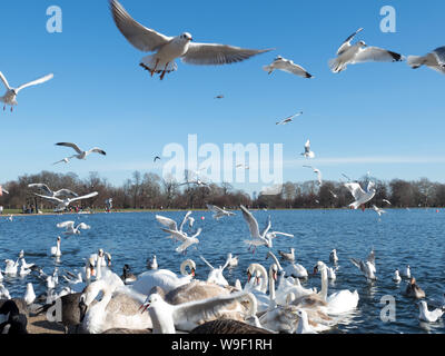 A Flock of Seagulls battenti contro il cielo blu e il lago in un parco come sfondo Foto Stock