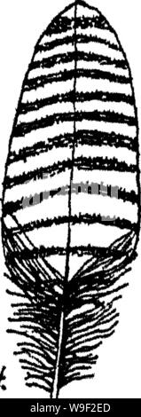 Immagine di archivio da pagina 10 delle tabelle per la determinazione del Foto Stock