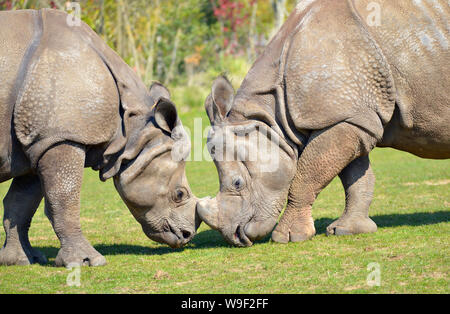 Primo piano due il rinoceronte indiano (Rhinoceros unicornis) visto dal profilo, muso contro muso Foto Stock