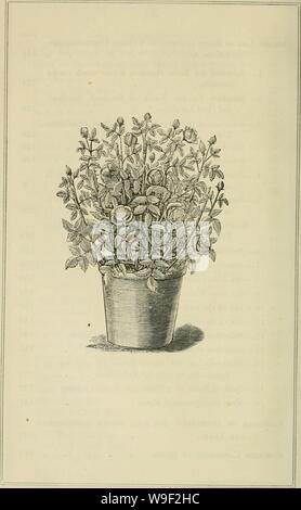 Immagine di archivio da pagina 11 delle direzioni culturali per la rosa. Direzioni culturali per la rosa : con la descrizione completa di tutte le più recenti e migliori le rose in coltivazione, selezioni adattata alle varie circostanze e situazioni e una calandra di operazioni che deve essere eseguita ogni mese durante tutto l'anno : anche un catalogo completo di rose introdotta fino al tempo presente culturaldirectio00cran Anno: 1888 ( Foto Stock