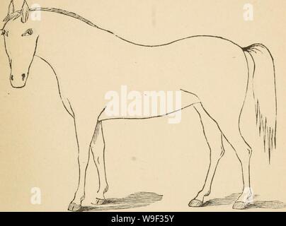 Immagine di archivio da pagina 12 del Cunningham il dispositivo per stockmen e. Cunningham il dispositivo per stockmen e gli agricoltori cunninghamsdevic00cunn Anno: 1882 ( descrizione del marchio difetti Foto Stock