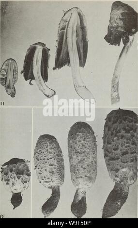 Immagine di archivio da pagina 16 del Cueillette des champignon sauvages (1983) Foto Stock