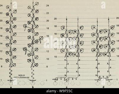 Archivio immagine dalla pagina 16 della cultura hors sol de concombres. Cultura hors sol de concombres de serre sans graines et successioni des Cultures culturehorssolde00adam Anno: 1981 ( 12 10 8 NOEUD COTYLÃDONAIRE y n XDOÃ' b fig.7 MÃthodes de taille et de conduite dans le systÃ¨me de successioni de culture de concombres. Le simboli X dÃsigne l'endroit oÃ¹ Les feuilles ont ÃtÃexcisÃes. voulu (fig. la, nÅuds 11, 14 et 17) contribue à attÃnuer le stress au dÃbut de la saison de cueillette et stimule la produzione ultÃrieure de frutti. Une autre mÃthode consiste Ã enlever les fruits noeuds aux 11, 14 Foto Stock