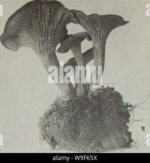 Immagine di archivio da pagina 18 del Cueillette des champignon sauvages (1983) Foto Stock