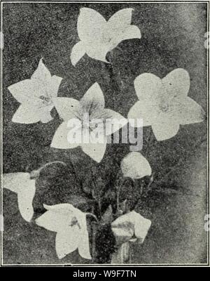 Archivio immagine dalla pagina 21 della Currie di bulbi e piante . Currie di bulbi e piante : autunno 1928 curriesbulbsplan19curr Anno: 1928 ( myosotis RANUNCULUS (Buttercup) Acris 11. pi. - Doppia golden- fiori gialli. Repens fl. pi.-una strisciante of- ty con golden-fiori gialli. Prezzo, ciascuno, 25c; per doz., $2.50. RUDBECKIA (Cono Fiori) Golden Glow - cresce di 6 piedi alto, masse di cuscinetto di doppio oro-fiori gialli. Fulgida - giallo arancio con centro nero. Purpurea-grande, rossastro-fiori viola marrone con cono. Prezzo, ciascuno, 25c; per &LT;lozen, $2.50. SALVIA (Prato) Salvia Azurea Grandiflora-rB Foto Stock