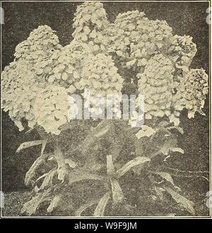 Archivio immagine dalla pagina 24 della Currie del giardino della 63annuale rd. Currie del giardino : annuale 63rd anno primavera 1938 curriesgardenann19curr 4 Anno: 1938 ( CURRIE Brothers Co., Milwaukee, WIS. Pagina 21 CANDYTUFT (Iberis) nana, rigoglioso giardino fiorito annuari di facile cultura; utile per biancheria da letto o confini; blumi entro otto settimane dopo la semina; eccellente per il taglio, altezza di 1 piedi. Giacinto Gigante a fiore bianco-1 ft. Un grande impianto di confine, cuscinetto molto grandi, bold picchi innevati di fiori bianchi, abitudine robusto e compatto. Questo in particolare è un selezionare Giacenza. 1oz., 25c; 1 oz., 75c Pkt. 10c pkt di grandi dimensioni. Pkt Foto Stock