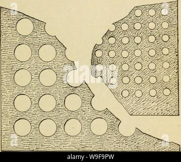 Archivio immagine dalla pagina 24 della cultura del gelso Foto Stock