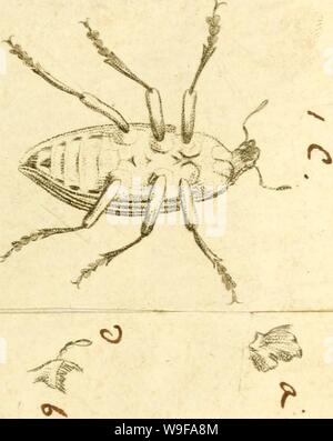 Immagine di archivio da pagina 26 del [Curculionidae] (1800)