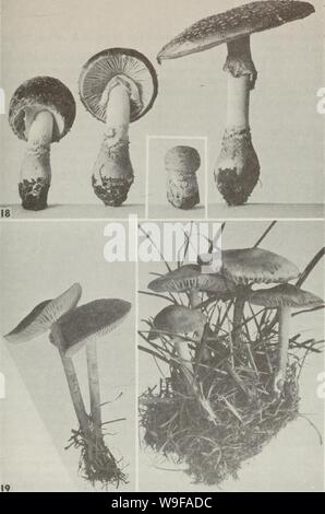 Immagine di archivio da pagina 26 del Cueillette des champignon sauvages (1983) Foto Stock