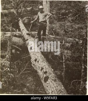 Immagine di archivio da pagina 27 del cull fattori per Sitka Spruce,. Cull fattori per Sitka Spruce, western hemlock, e western redcedar nel sud-est dell Alaska cullfactorsforsi06kimm Anno: 1956 ( Fig. 18.-morto o spike top in western redcedsir (la grande sucker arto, tuttavia, è un indicatore affidabile di cull in redcedar). Non-Indicatori di cull e un indicatore Foto Stock