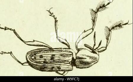 Immagine di archivio da pagina 30 del [Curculionidae] (1800) Foto Stock