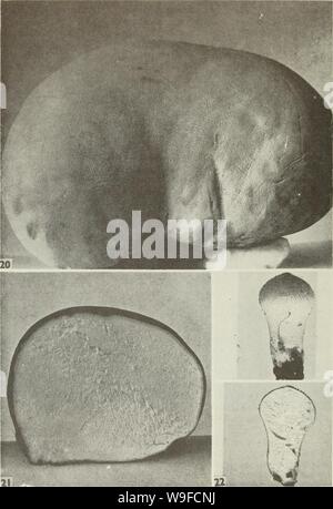 Immagine di archivio da pagina 31 del Cueillette des champignon sauvages (1983) Foto Stock