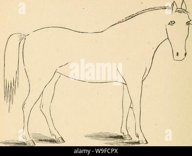 Immagine di archivio da pagina 31 del Cunningham il dispositivo per stockmen e. Cunningham il dispositivo per stockmen e gli agricoltori cunninghamsdevic00cunn Anno: 1882 ( Descrizione colore. Segna altezza, Foto Stock