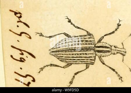 Immagine di archivio da pagina 32 del [Curculionidae] (1800)
