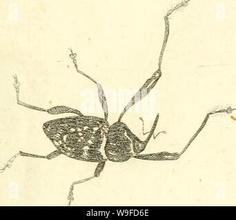 Immagine di archivio da pagina 32 del [Curculionidae] (1800)