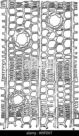 Immagine di archivio da pagina 31 del legno; un manuale del Foto Stock