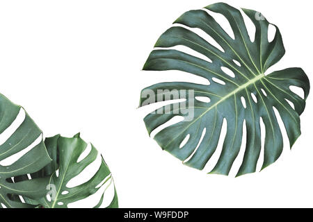 Due giungla tropicale foglie di monstera isolati su sfondo bianco Foto Stock