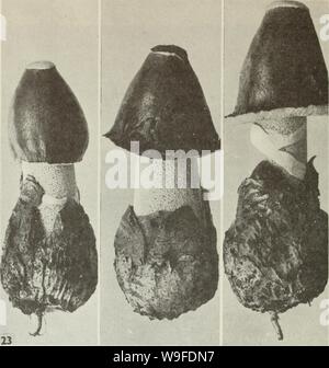 Immagine di archivio da pagina 33 del Cueillette des champignon sauvages (1983) Foto Stock