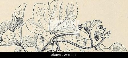 Archivio immagine dalla pagina 35 della Currie Bros' orticoltura guide . Currie Bros.' orticoltura : guida di molla 1888 curriebroshortic1888curr Anno: 1888 ( Foto Stock