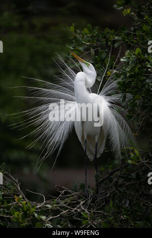 Un grande airone bianco in Florida Foto Stock