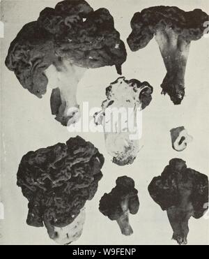 Immagine di archivio da pagina 36 del Cueillette des champignon sauvages (1983) Foto Stock