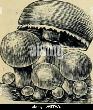 Archivio immagine dalla pagina 36 della Currie Bros' orticoltura guide . Currie Bros.' orticoltura : guida di molla 1888 curriebroshortic1888curr Anno: 1888 ( Foto Stock