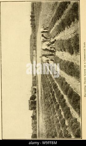 Immagine di archivio da pagina 37 delle erbe culinarie; (1912)