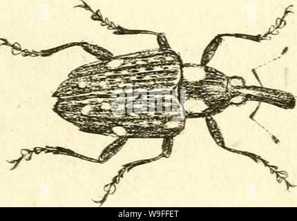 Immagine di archivio da pagina 38 del [Curculionidae] (1800) Foto Stock