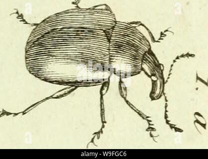 Immagine di archivio da pagina 40 del [Curculionidae] (1800) Foto Stock