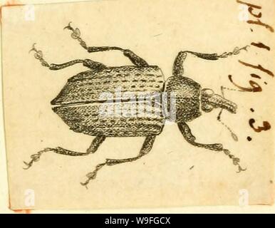 Immagine di archivio da pagina 40 del [Curculionidae] (1800) Foto Stock