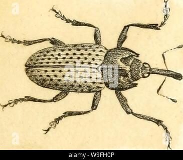 Immagine di archivio da pagina 42 del [Curculionidae] (1800) Foto Stock