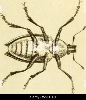 Immagine di archivio da pagina 42 del [Curculionidae] (1800) Foto Stock