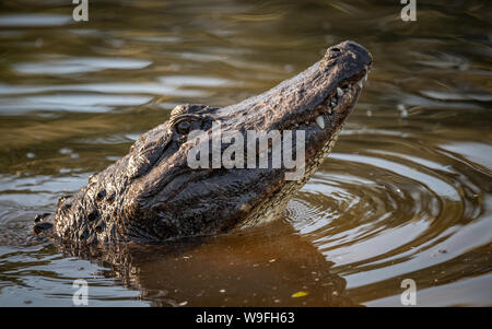 Alligatore in Everglades Foto Stock