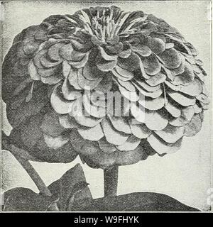 Archivio immagine dalla pagina 45 della Currie Bros cinquanta-ottavo anno. Currie Bros. : Cinquanta-ottavo anno 1933 curriebrosfiftye19curr Anno: 1933 ( pagina 42 CURRIE BROTHERS CO. Fioritura gigante Zinnia ZINNIA ELEGANS doppia forma LILLIPUT piuttosto poco boccole 1 piedi alto, abbastanza coperti con miniatura molto fiori doppi per tutta l'estate fino a tardi in autunno. Golden Gem Gem color cremisi Scarlet Gemma Gemma bianca rosa salmone giallo canarino ciascuno, per pkt., 10c; 6 pkts 50c doppia Dwarf Lilliput migliori misto. M oz., 30c Pkt. 10c VISCARIA MDCED-1 piedi. Molto appariscente ed efficace annuale del giardino, producendo liberamente in tutta l'summ Foto Stock
